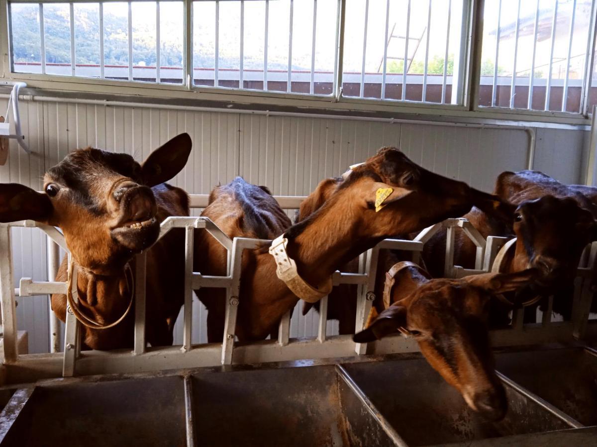 Alloggio del contadino Sondrio Esterno foto