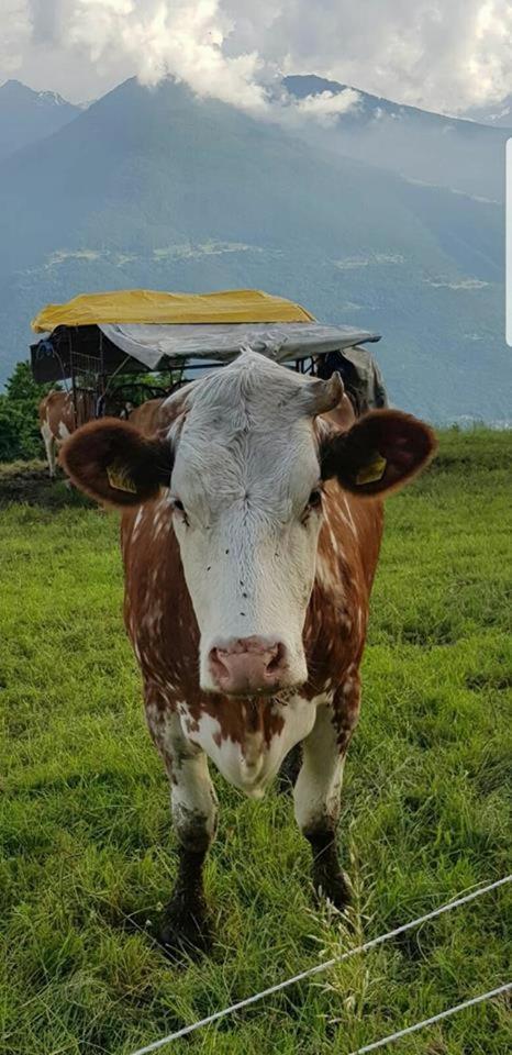 Alloggio del contadino Sondrio Esterno foto