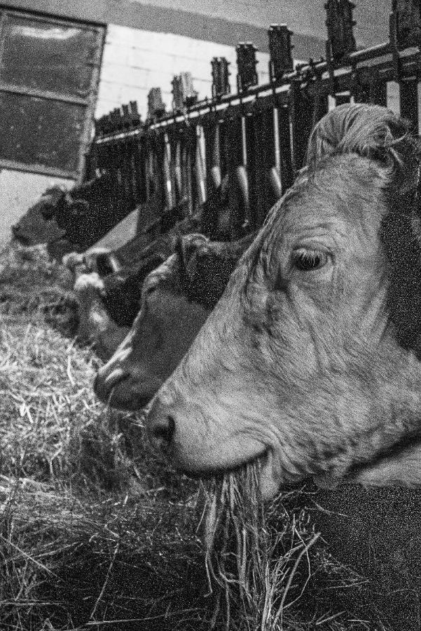 Alloggio del contadino Sondrio Esterno foto